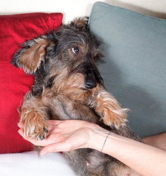 Massaggio e carezze cane bassotto