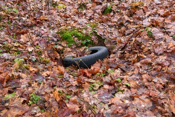 Old tire dumped in a forest.