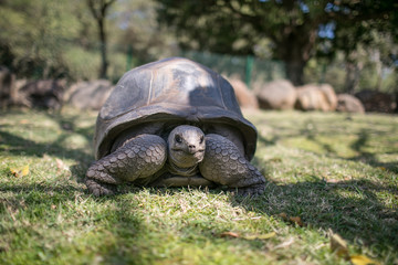 Fototapeta premium Schildkröte