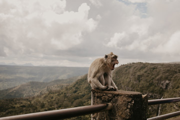 Affe in Berglandschaft