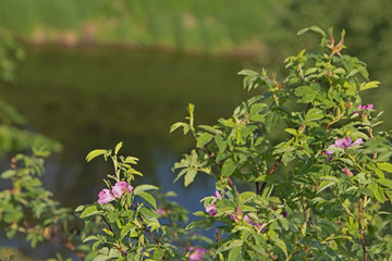 FLOWERS - the dogrose blossoms