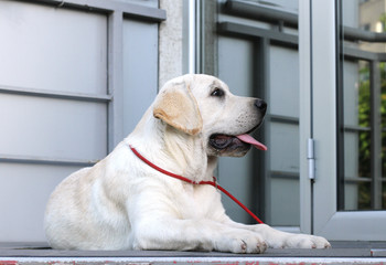 the yellow labrador in the park