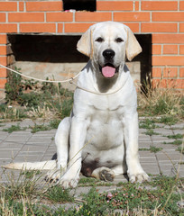 a sweet yellow labrador in the park