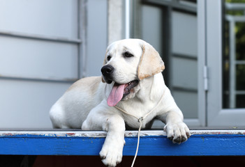 yellow labrador in the park