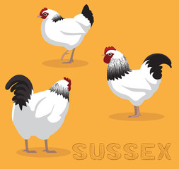 Chicken Sussex Cartoon Vector Illustration