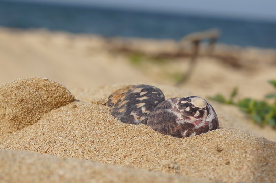Two shells on the beach