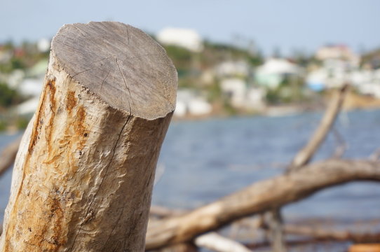 Tree stump with blurred lake background