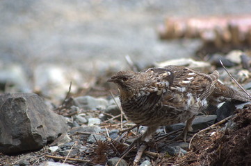 Ruffed Grouse