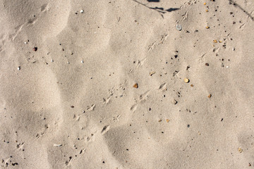 Hot sand and traces of unknown birds on it / Shot of sand as a texture for any background