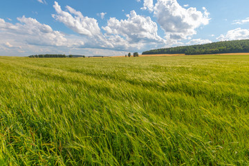 Green meadow under blue sky with clouds.