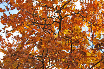 Landscape. Beautiful autumn golden forest.