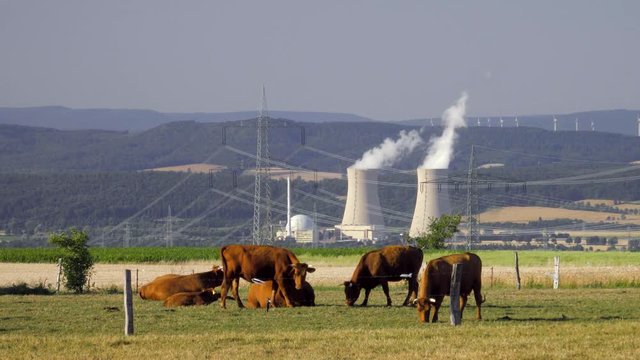 K&uuml;he weiden idyllisch vor dem Atomkraftwerk Grohnde im Weserbergland Niedersachsen Deutschland