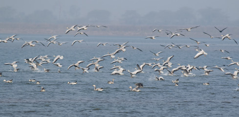 Flock of Birds landing in river 
