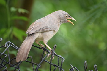 birds