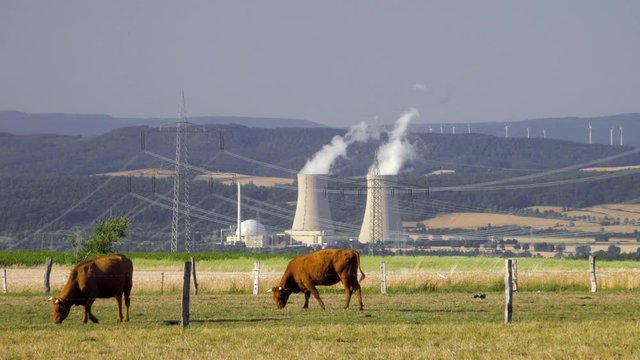K&uuml;he weiden idyllisch vor dem Atomkraftwerk Grohnde im Weserbergland Niedersachsen Deutschland