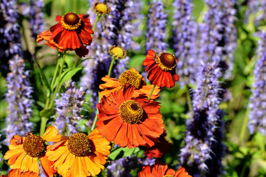 Helenium - Sonnenbraut und Ehrenpreis