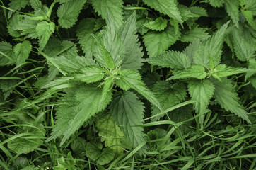 nettle