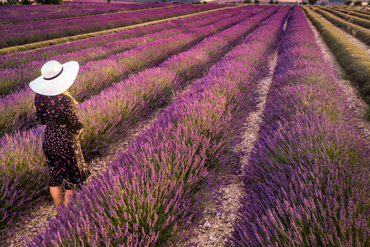Lavender field summer