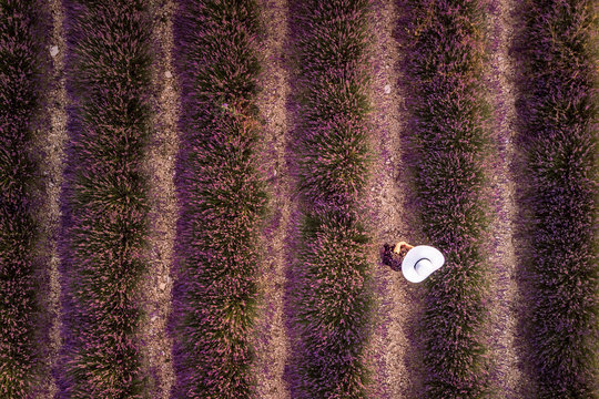 Lavender field summer - Powered by Adobe