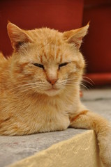 Chat