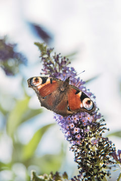 Peacock butterfly on a buddleja flower