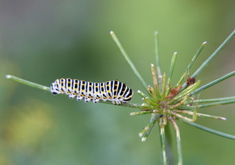 caterpillar of butterfly machaon, feeds on dill - fennel