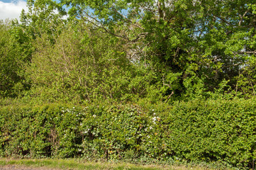 Fototapeta na wymiar Countryside hedgerow in the summertime.