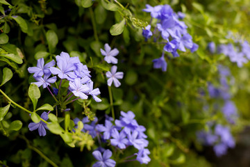 Purple flowers are blooming beautifully with its green leaves in the background.