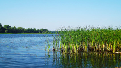 Beautiful reeds on the pond on a Sunny day.