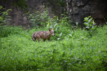 fox