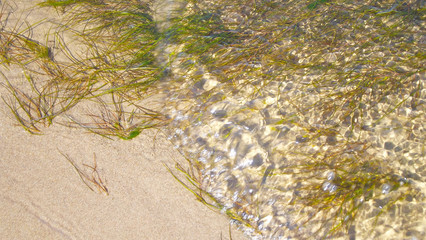 Green algae on the sand under the water.