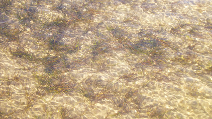 Green algae on the sand under the water.