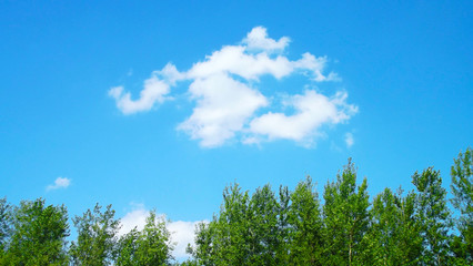 A beautiful little cloud in the blue sky and green trees.