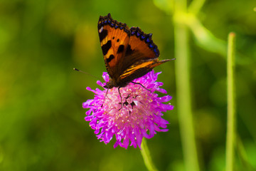 farfalla sul fiore