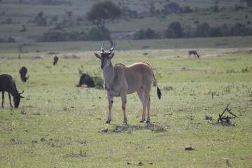 Антилопа канна или Эланд (Taurotragus oryx)