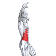 Obraz premium Concept conceptual 3D illustration chest fit strong human anatomy or anatomical and gym muscle isolated, white background for body health with tendons, abs, biological, fitness medical muscular system