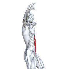 Concept conceptual 3D illustration chest fit strong human anatomy or anatomical and gym muscle isolated, white background for body health with tendons, abs, biological, fitness medical muscular system