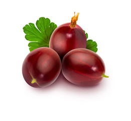 Delicious red prickly red gooseberries (Ribes hirtellum - Rode Gooseberry) silhouetted on wooden board and white background with space to insert your text