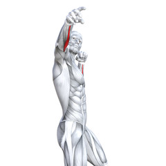 Obraz premium Concept conceptual 3D illustration chest fit strong human anatomy or anatomical and gym muscle isolated, white background for body health with tendons, abs, biological, fitness medical muscular system