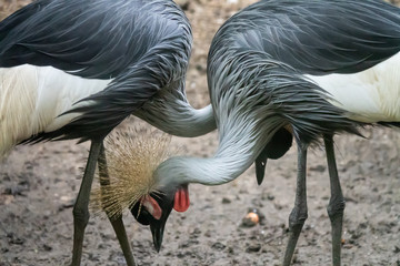 portrait of couple Crowned Crane in a zoo.