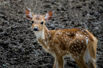 a little baby deer in the zoo