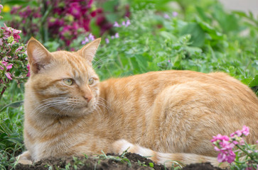 Fototapeta na wymiar 庭の茶トラ猫