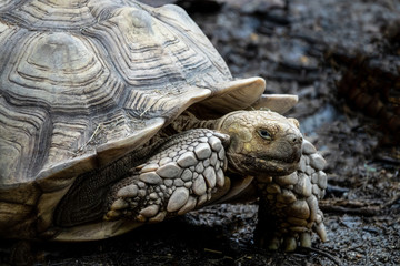 giant turtle in zoo
