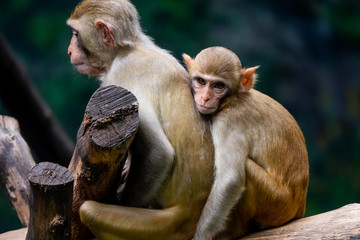 Couple mother and baby monkey at zoo
