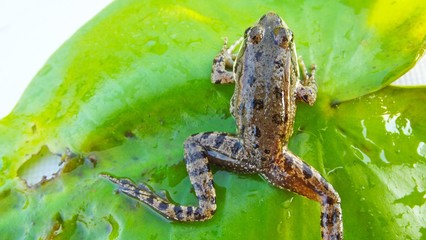 The frog on the Lily pad.Wildlife.