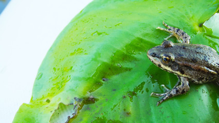 The frog on the Lily pad.Wildlife.