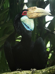 Obraz premium big beak