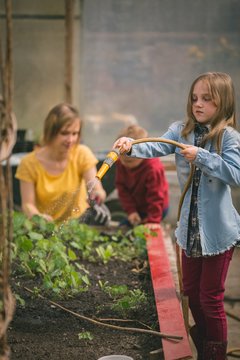Girl watering saplings in greenhouse