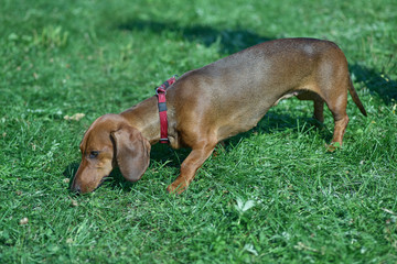 Shorthair dachshund on a background of green grass close-up