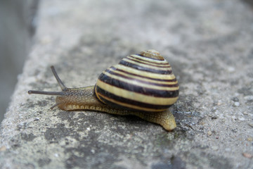 Snail